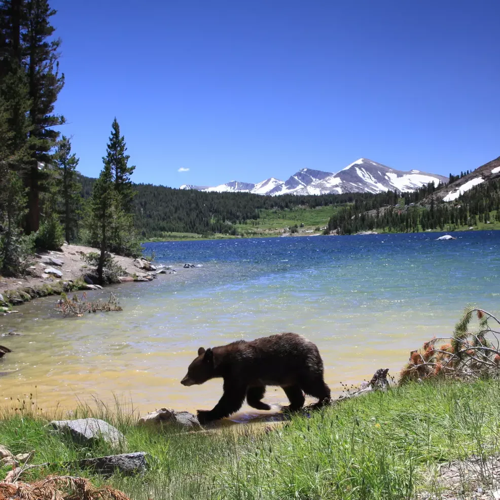 Alaskan bear